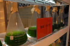 碳養殖微藻示范基地微藻二級擴種