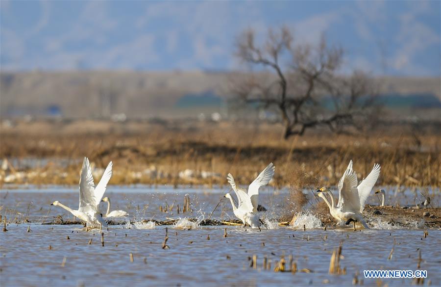 CHINA-INNER MONGOLIA-ORDOS-SWAN (CN)
