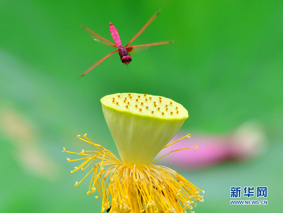 蜻蜓戲蓮藕