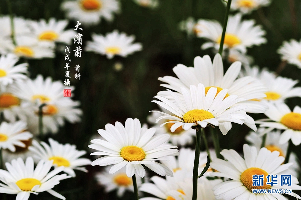 大濱菊
