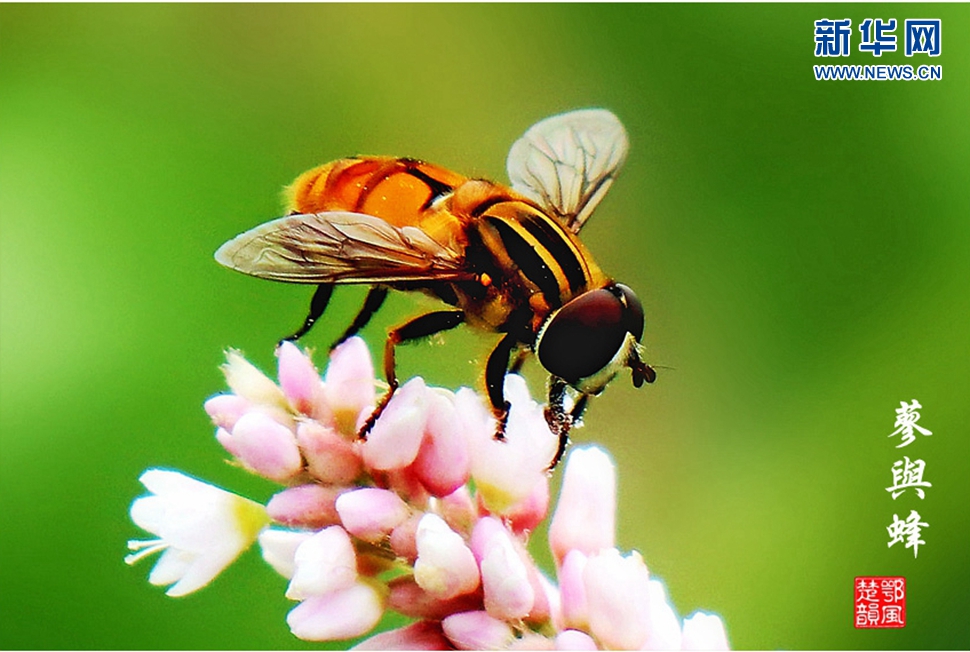 蓼與蜂、蜘蛛
