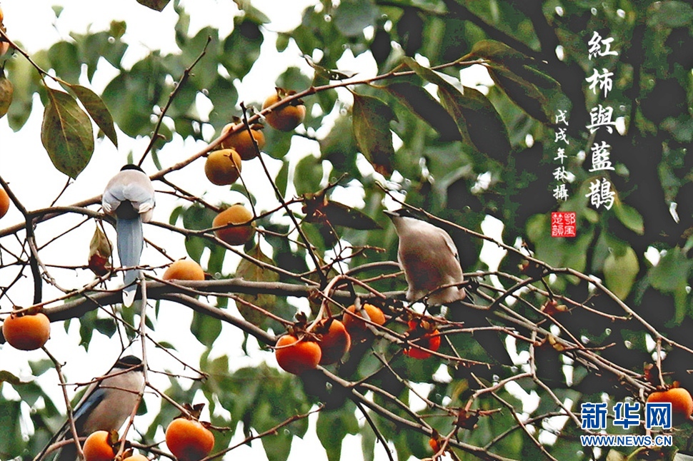 紅柿與藍鵲