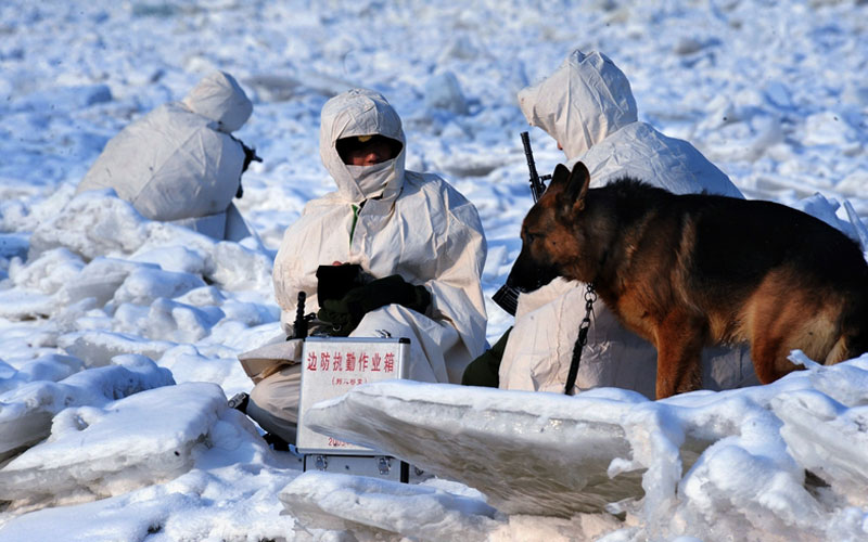 馮凱旋作品：無言的&ldquo;戰友&rdquo;