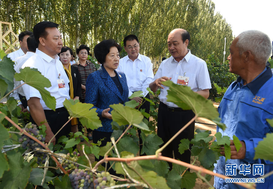 8月9日，中共中央政治局委員、中央統(tǒng)戰(zhàn)部部長、中央代表團副團長孫春蘭率中央代表團三分團，先后赴內蒙古自治區(qū)烏海市、阿拉善盟看望各族干部群眾。這是孫春蘭在烏海市漢森酒業(yè)集團的葡萄種植園了解葡萄種植情況。新華社記者 任軍川 攝