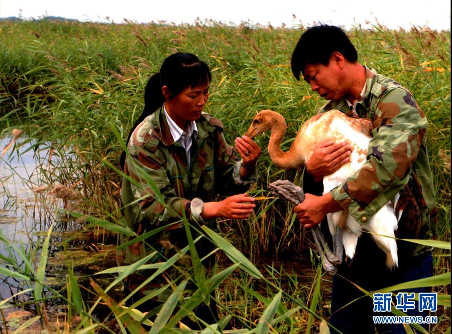 （圖文互動&middot;新華全媒頭條）（5）一家人與一群鶴的生死相守
