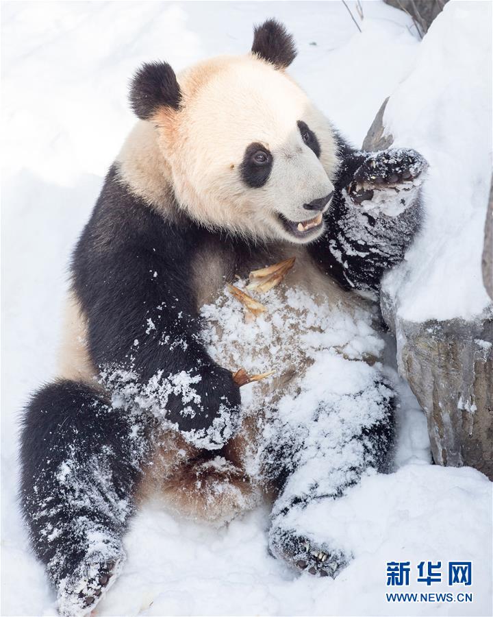 #（環境）（4）熊貓&ldquo;戲&rdquo;雪