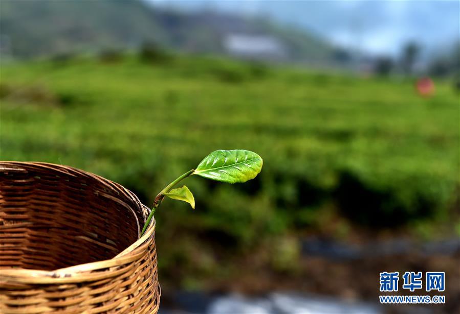 （經(jīng)濟）（6） 西藏墨脫：茶業(yè)變成致富&ldquo;金葉&rdquo;