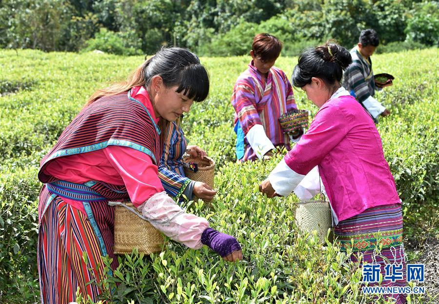 （經濟）（3） 西藏墨脫：茶業變成致富&ldquo;金葉&rdquo;