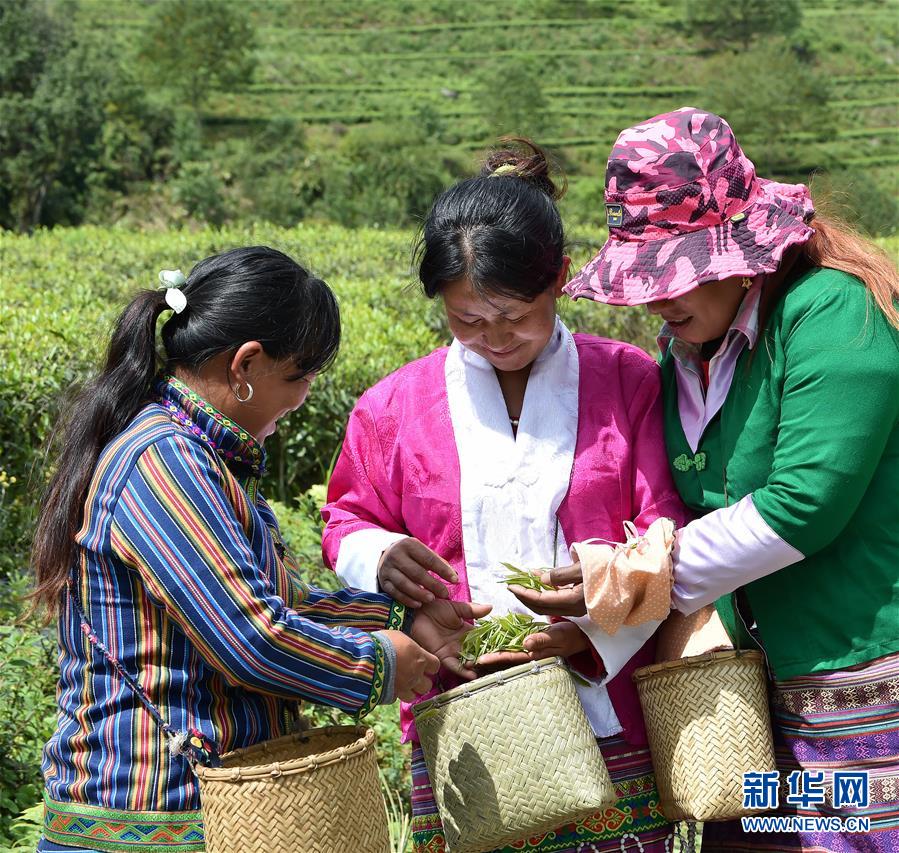 （經濟）（2） 西藏墨脫：茶業變成致富&ldquo;金葉&rdquo;