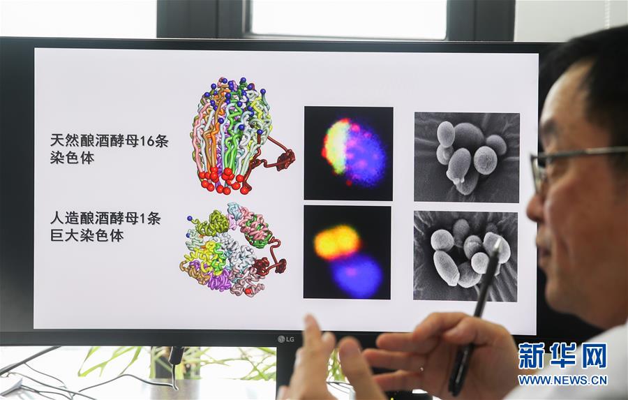 （新華全媒頭條&middot;圖文互動）（3）人造單條染色體真核細胞問世　我國開啟合成生物學研究新時代