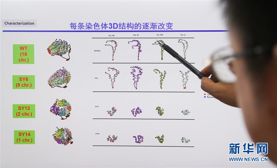 （新華全媒頭條&middot;圖文互動）（4）人造單條染色體真核細胞問世　我國開啟合成生物學研究新時代