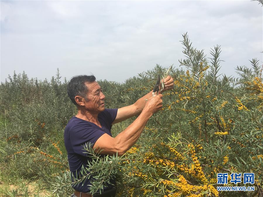 （新華全媒頭條&middot;在習(xí)近平新時代中國特色社會主義思想指引下&mdash;&mdash;新時代新作為新篇章&middot;圖文互動）（9）綠富同興畫卷在沙海中鋪展&mdash;&mdash;庫布其沙漠生態(tài)治理紀實