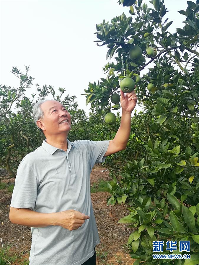 （在習近平新時代中國特色社會主義思想指引下&middot;慶祝改革開放40周年&middot;協調發展&middot;圖文互動）（5）臍橙&ldquo;三變&rdquo;見證40年變遷