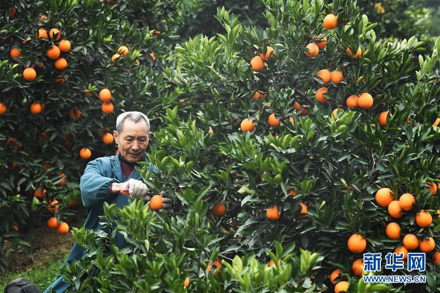 （新春走基層&middot;圖文互動(dòng)）（1）一個(gè)橙子的八年&ldquo;蛻變史&rdquo;