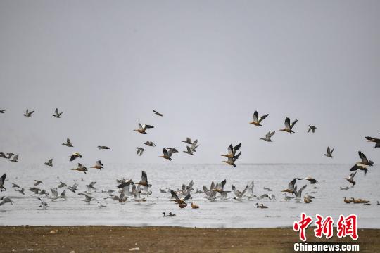 香格里拉&ldquo;綠肺&rdquo;納帕海：修復濕地生態變身候鳥天堂