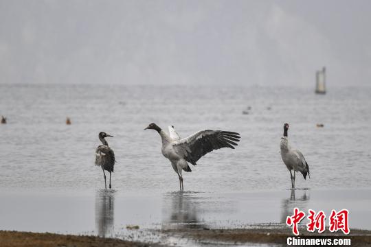 圖為在納帕海濕地棲息的黑頸鶴。　劉冉陽 攝