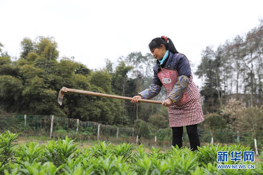 （脫貧攻堅(jiān)&middot;圖文互動(dòng)）（2）花田喜事