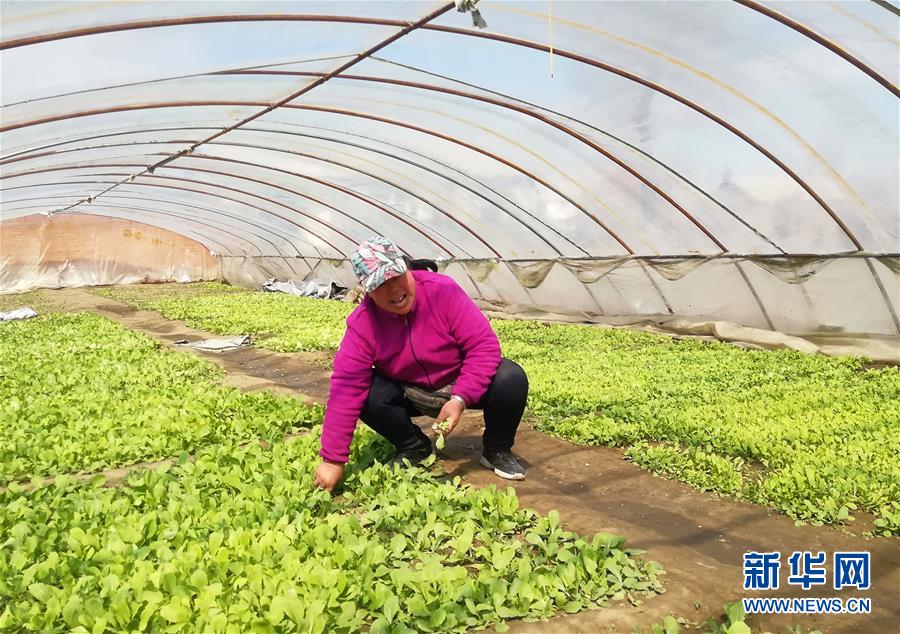 （在習近平新時代中國特色社會主義思想指引下&mdash;&mdash;新時代新作為新篇章&middot;圖文互動）（3）&ldquo;黑三星村&rdquo;緣何變成示范村？&mdash;&mdash;東北一小村莊的脫貧振興路 