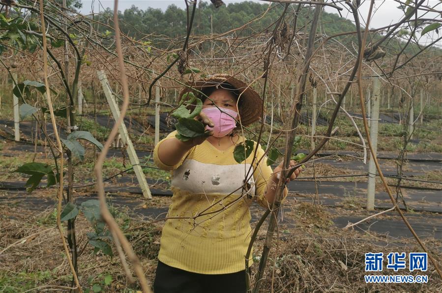 （圖文互動）（3）與疫情抗爭 與春光同行&mdash;&mdash;廣西農村春耕備耕一線觀察