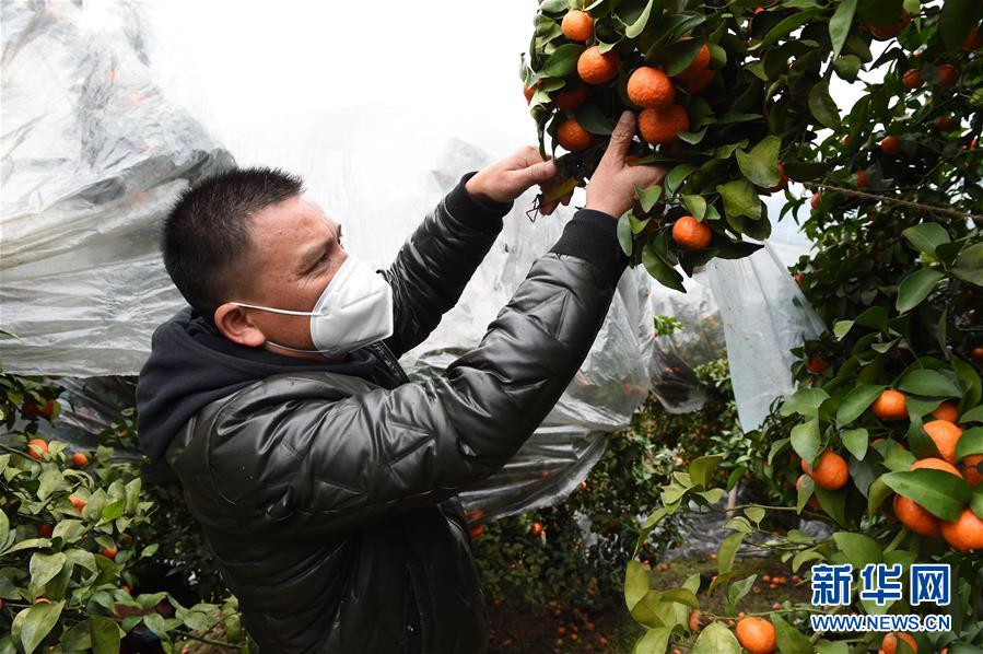 （圖文互動）（8）與疫情抗爭 與春光同行&mdash;&mdash;廣西農村春耕備耕一線觀察