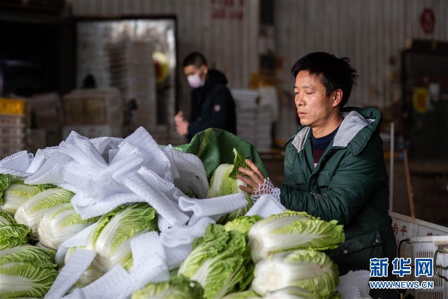 （抓好春耕備耕 穩(wěn)住農(nóng)業(yè)生產(chǎn)&middot;圖文互動）（2）&ldquo;栽種的是菜苗，收獲的是希望&rdquo;&mdash;&mdash;云南蔬菜集散地通海縣春耕見聞 