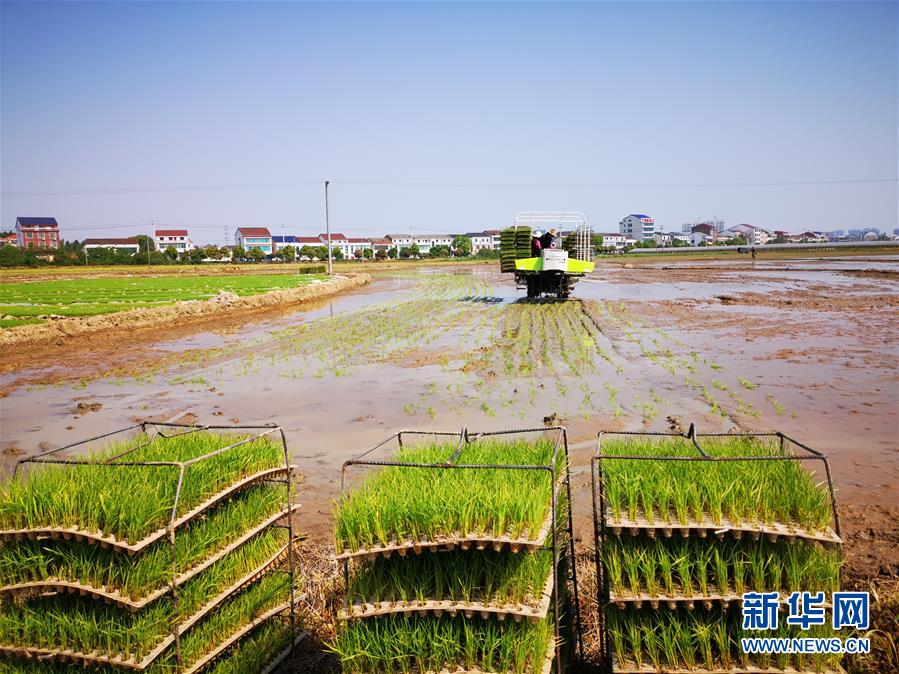 （聚焦農業復工復產&middot;圖文互動）（2）發力&ldquo;單改雙&rdquo; &mdash;&mdash;水稻大省湖南的雙季稻攻堅戰