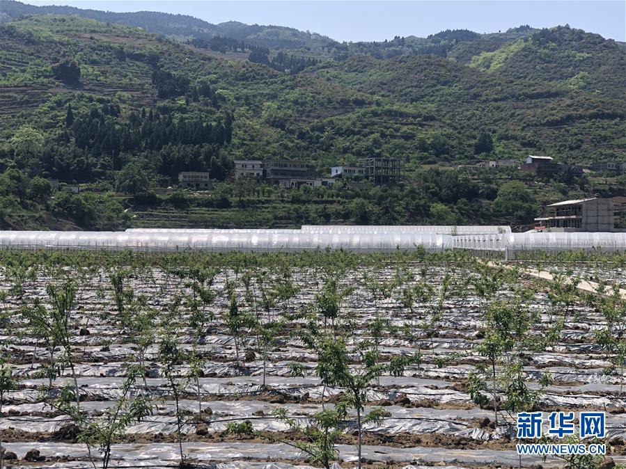 （決戰決勝脫貧攻堅&middot;圖文互動）（2）野奶角又見春天