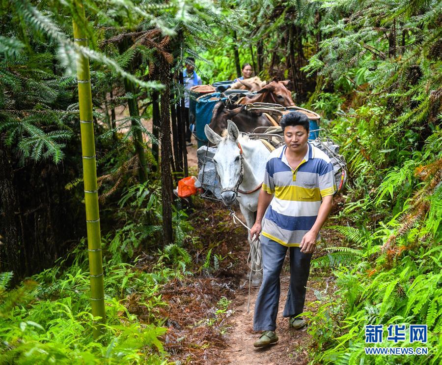 （決戰決勝脫貧攻堅&middot;圖文互動）（1）老余賣騾子