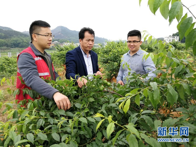 （新華全媒頭條&middot;圖文互動）（6）八桂大地上的青春之歌&mdash;&mdash;記奮戰在廣西脫貧攻堅一線的&ldquo;黃文秀式&rdquo;干部