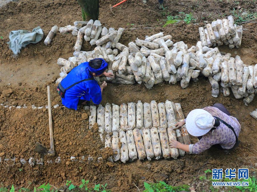 （決戰(zhàn)決勝脫貧攻堅(jiān)&middot;圖文互動(dòng)）（1）問林下要地 助&ldquo;新市民&rdquo;就業(yè)增收