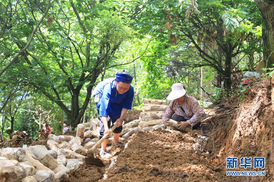 （決戰(zhàn)決勝脫貧攻堅(jiān)&middot;圖文互動(dòng)）（3）問林下要地 助&ldquo;新市民&rdquo;就業(yè)增收