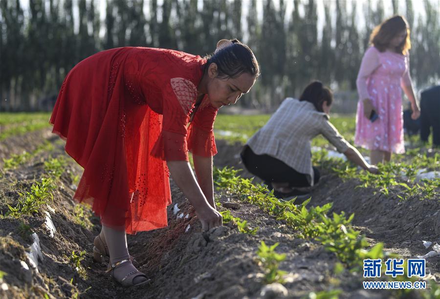 （圖文互動）（6）&ldquo;沙漠高地&rdquo;的美好家園