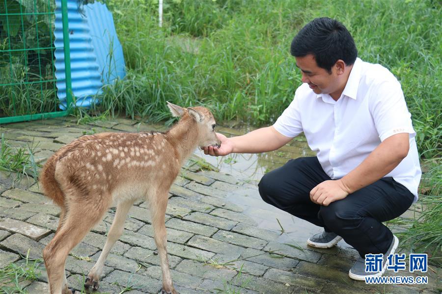（防汛抗洪&middot;圖文互動(dòng)）（2）洞庭湖洪水中的野生動(dòng)物&ldquo;生死營(yíng)救&rdquo;