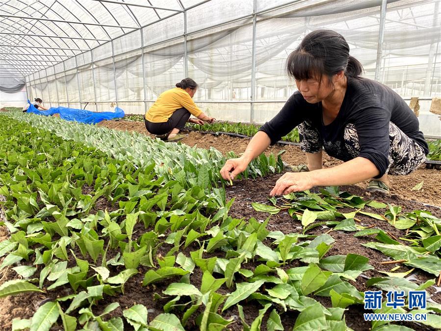 （防汛抗洪&middot;圖文互動）（4）修路通水忙重建 補種搶收復(fù)生產(chǎn)&mdash;&mdash;湘西山洪后恢復(fù)生產(chǎn)生活見聞