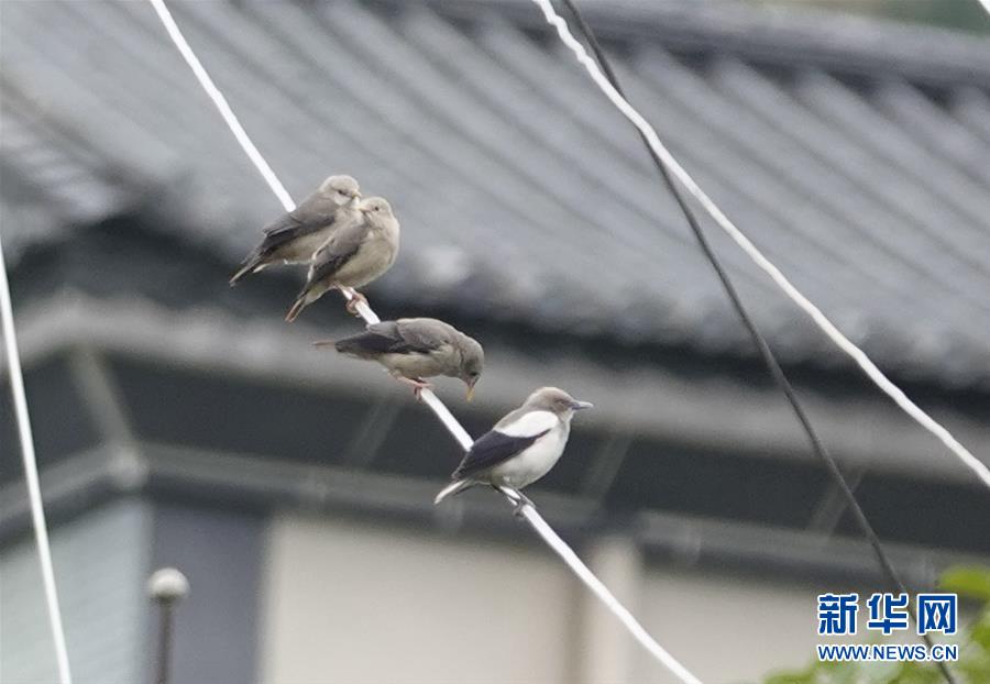 （新華網&middot;圖文互動）（1）云南保山首次記錄到國家重點保護野生動物白頭鷂