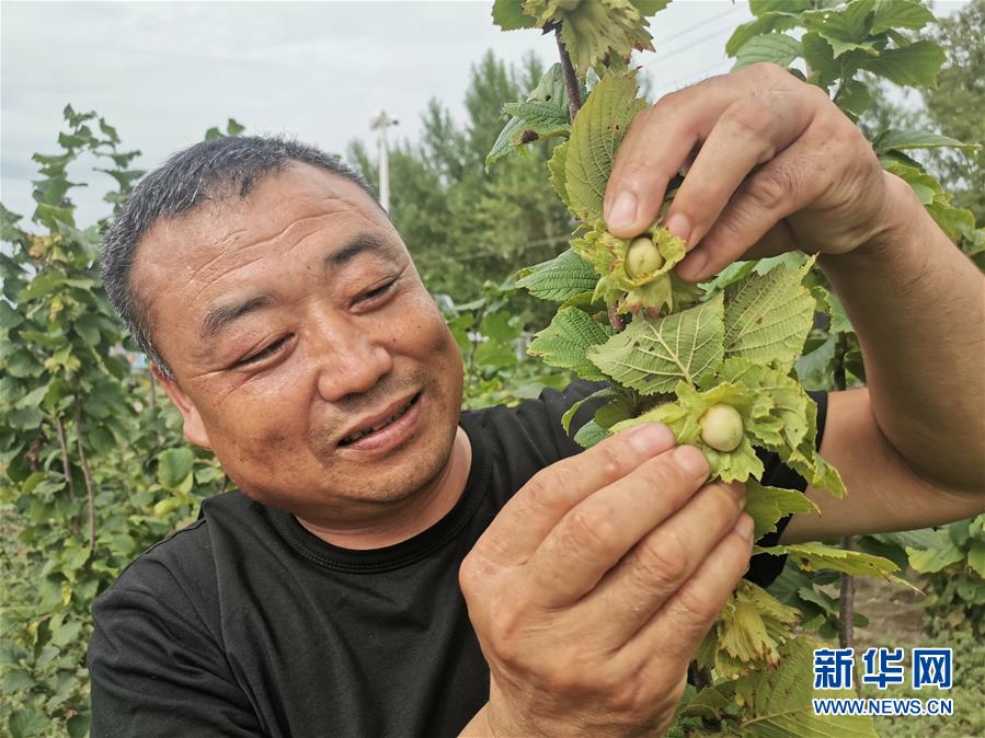 （決戰(zhàn)決勝脫貧攻堅(jiān)&middot;圖文互動(dòng)）（1）榛子樹結(jié)出&ldquo;扶貧果&rdquo;