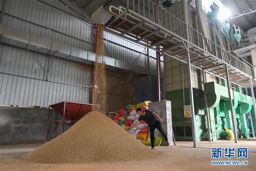 （新華視點&middot;聚焦餐桌外的浪費&middot;圖文互動）（1）農戶儲糧損失達8%！設施普遍簡陋，蟲害霉變堪憂