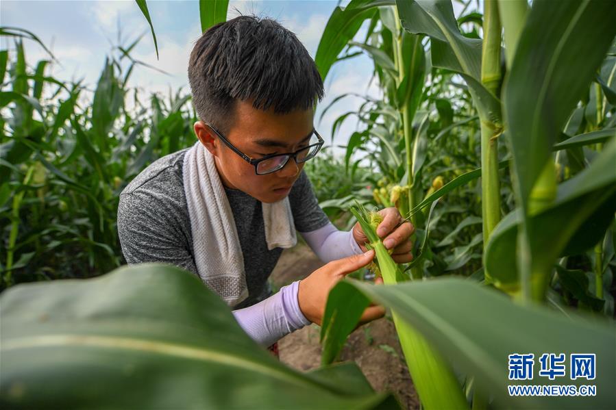 （新華全媒頭條&middot;圖文互動）（7）為現代農業探新路&mdash;&mdash;來自吉林梨樹的田野報告