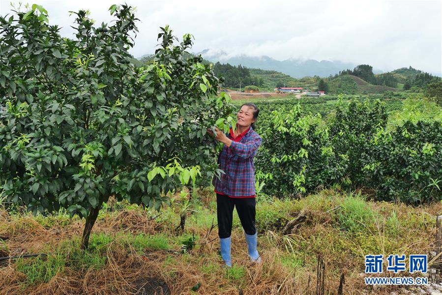 （決戰決勝脫貧攻堅&middot;圖文互動）（10）同飲一江水 攜手&ldquo;斬窮根&rdquo;&mdash;&mdash;深圳對口廣西河池、百色扶貧協作見聞