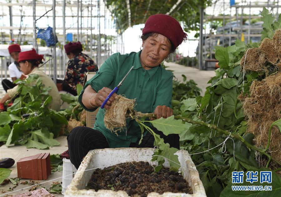 （走向我們的小康生活&middot;決戰決勝脫貧攻堅&middot;圖文互動）（3）把產業興盛之&ldquo;根&rdquo;扎進大涼山