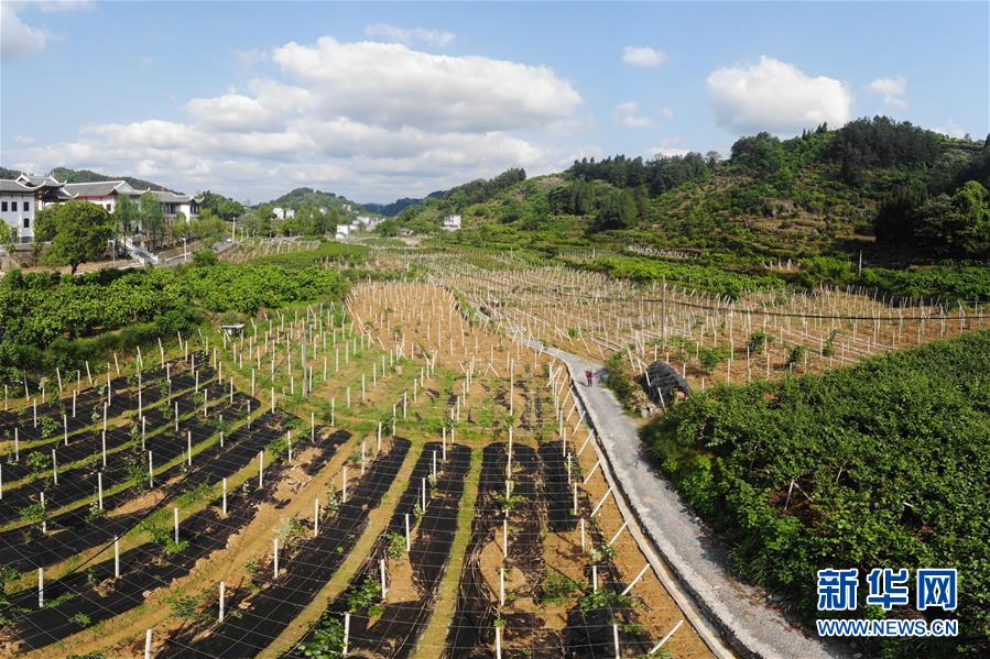 （集中連片特困地區貧困村調研行&middot;圖文互動）（1）百果園里幸福長&mdash;&mdash;湖南鳳凰縣菖蒲塘村脫貧調查