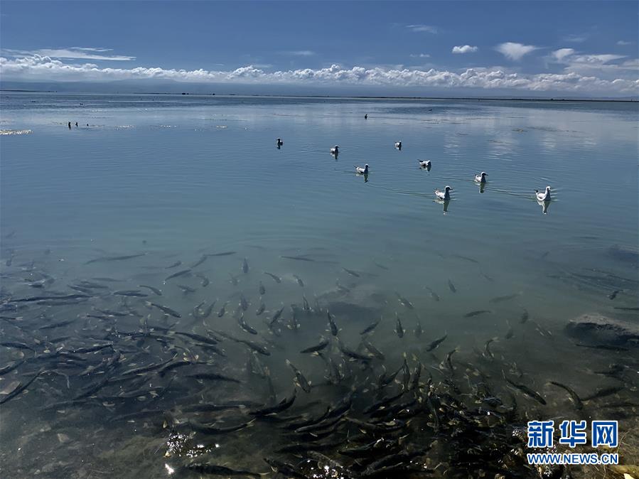 （新華全媒頭條&middot;圖文互動）（4）大湖見證 &mdash;&mdash;持續保護讓青海湖生態華麗&ldquo;蝶變&rdquo;
