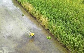 廣西柳江：盛夏時節&ldquo;雙搶&rdquo;忙
