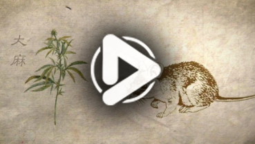 第三十集：別惹&ldquo;大麻&rdquo;煩