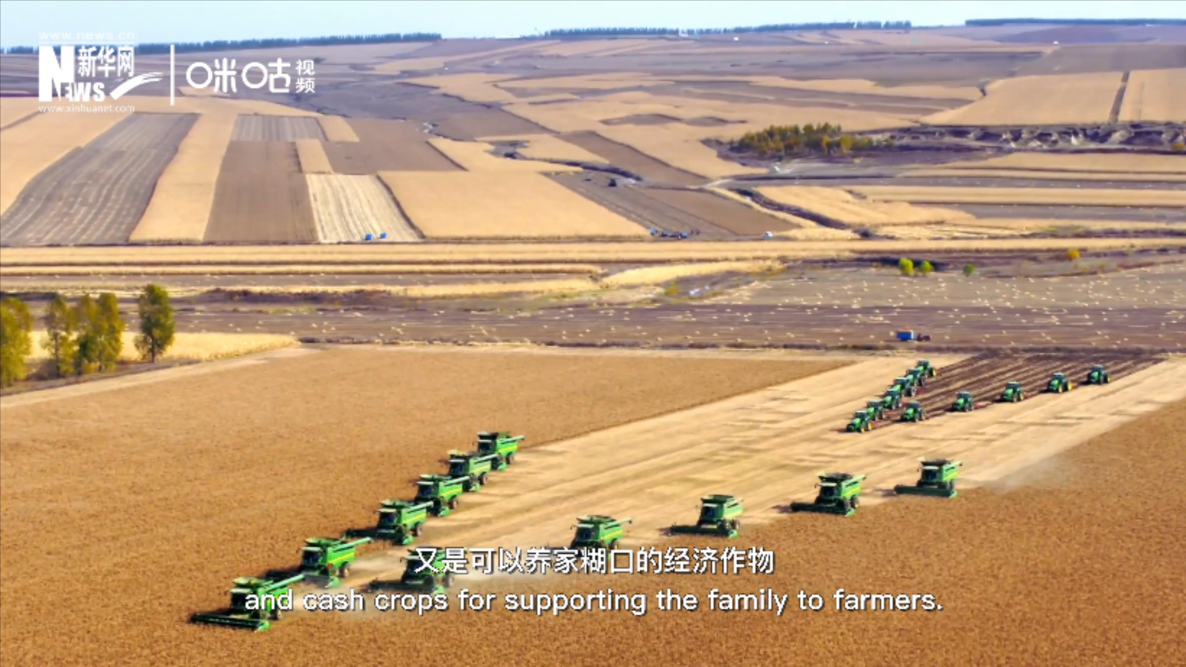 豆類既是可以擺上餐桌的食物，又是可以養家糊口的經濟作物