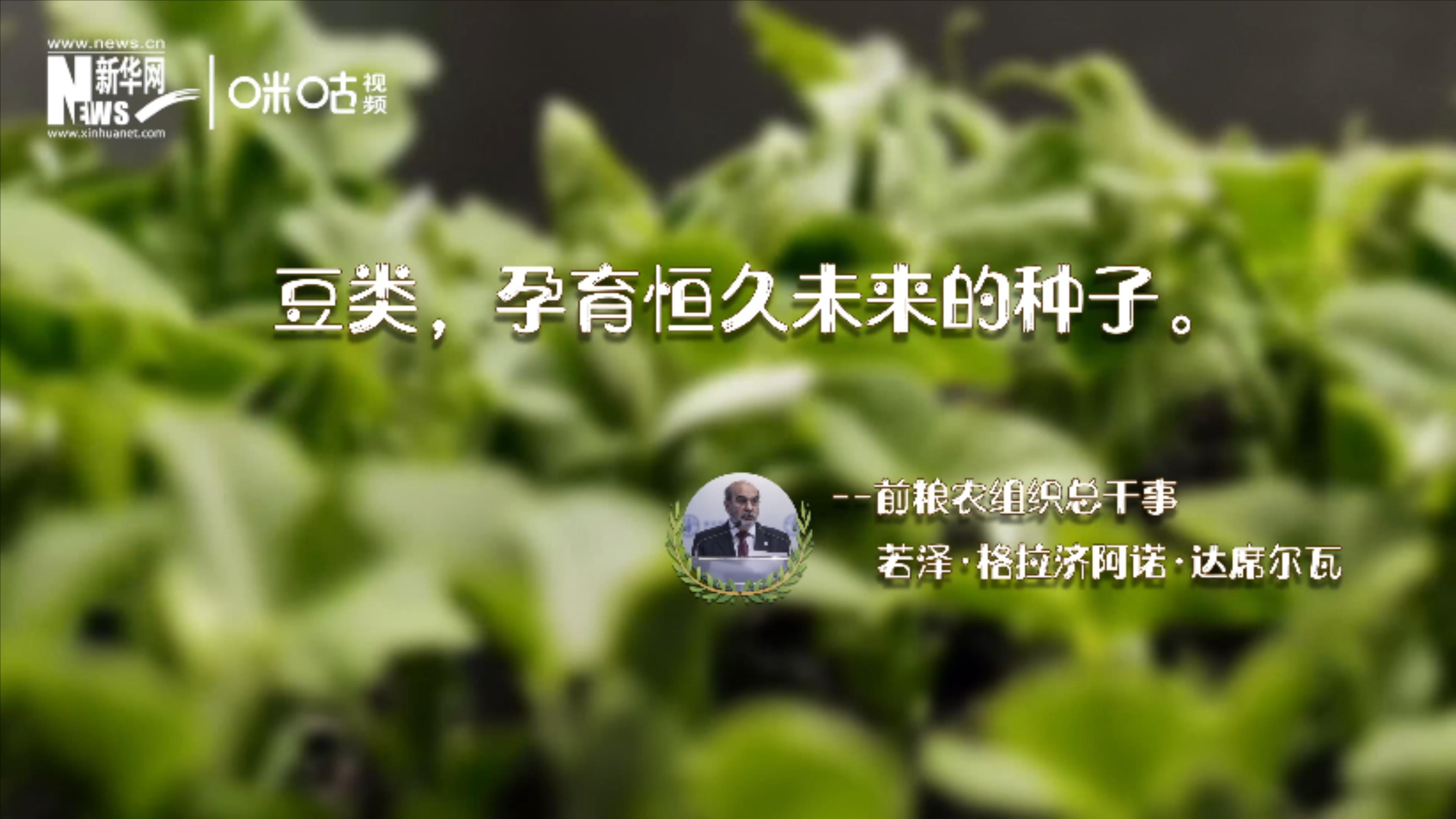 豆類，孕育恒久未來的種子