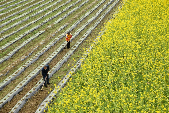 新華社評(píng)論員:防疫不誤農(nóng)時(shí)，固本首在&ldquo;三農(nóng)&rdquo;