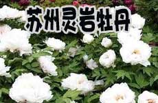 推薦地四:蘇州