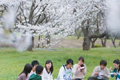 春暖花開 上海唯美賞櫻地圖