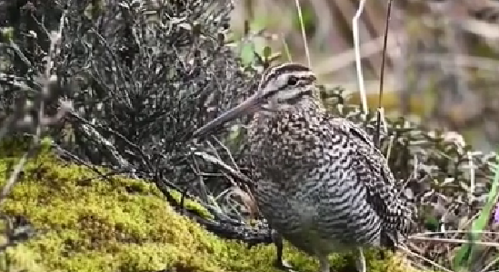 四川綿陽：拍攝到罕見鳥類&mdash;&mdash;林沙錐影像